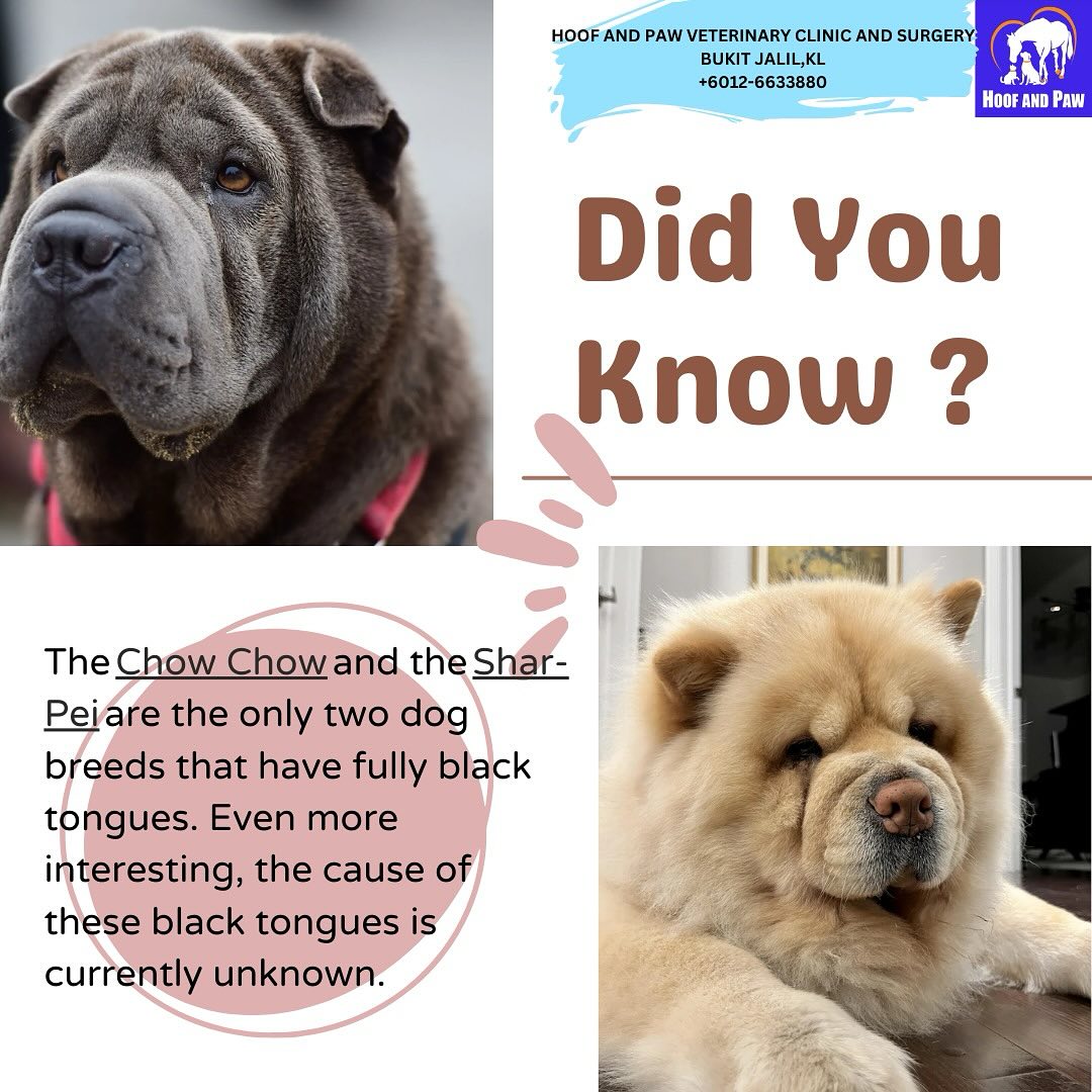 Chow-chow and Shar-Pei