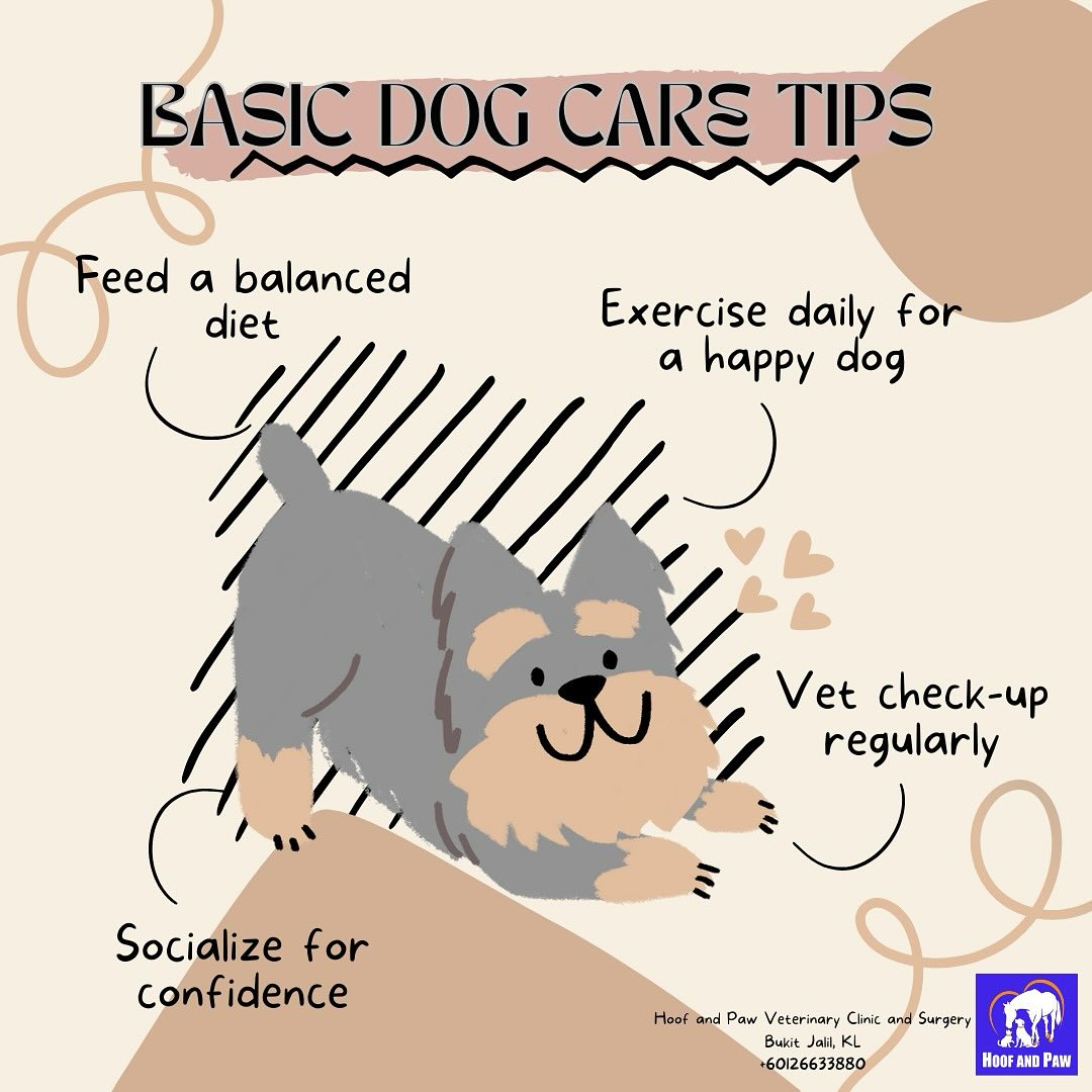Basic dog care tips