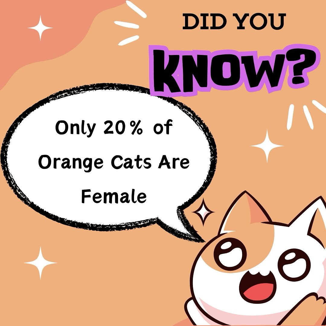 Orange Cats
