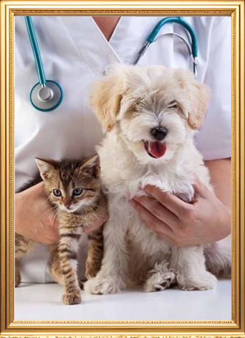 Vet carrying dog and cat