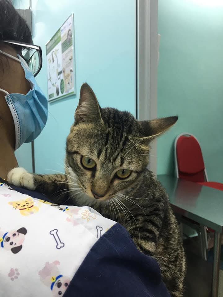 Vet carrying cat